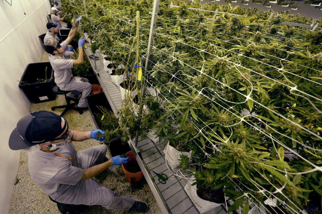 cannabis-workers-in-a-grow-room
